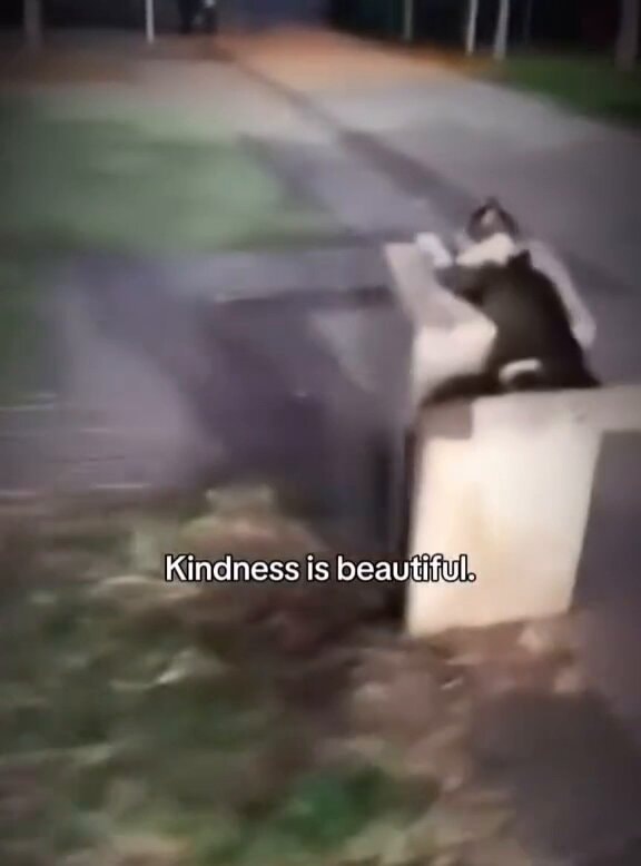 Kindness to animals