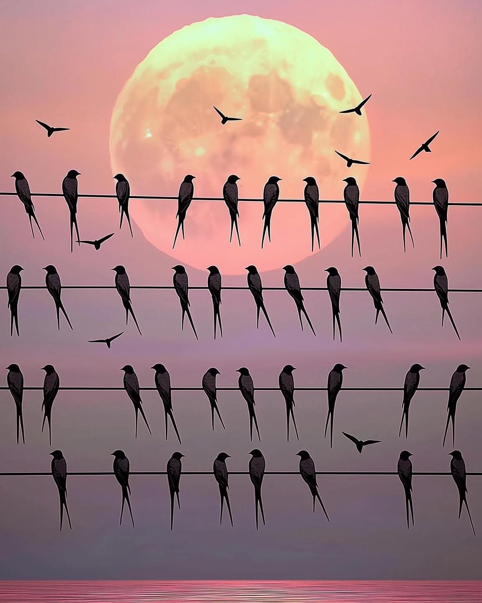 swallows moonrise San Juan Capistrano