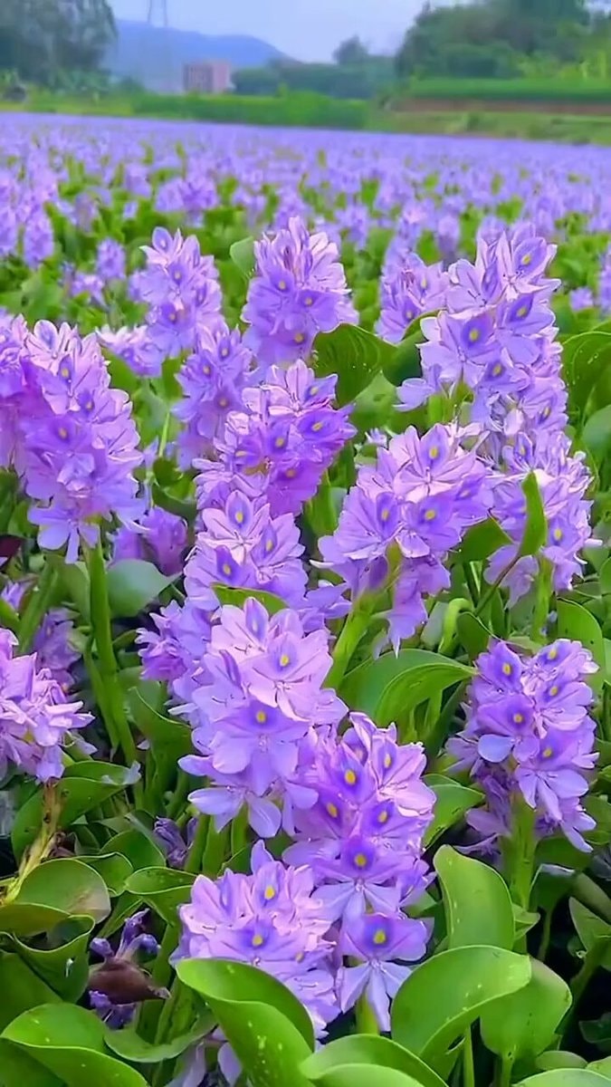 purple flower field