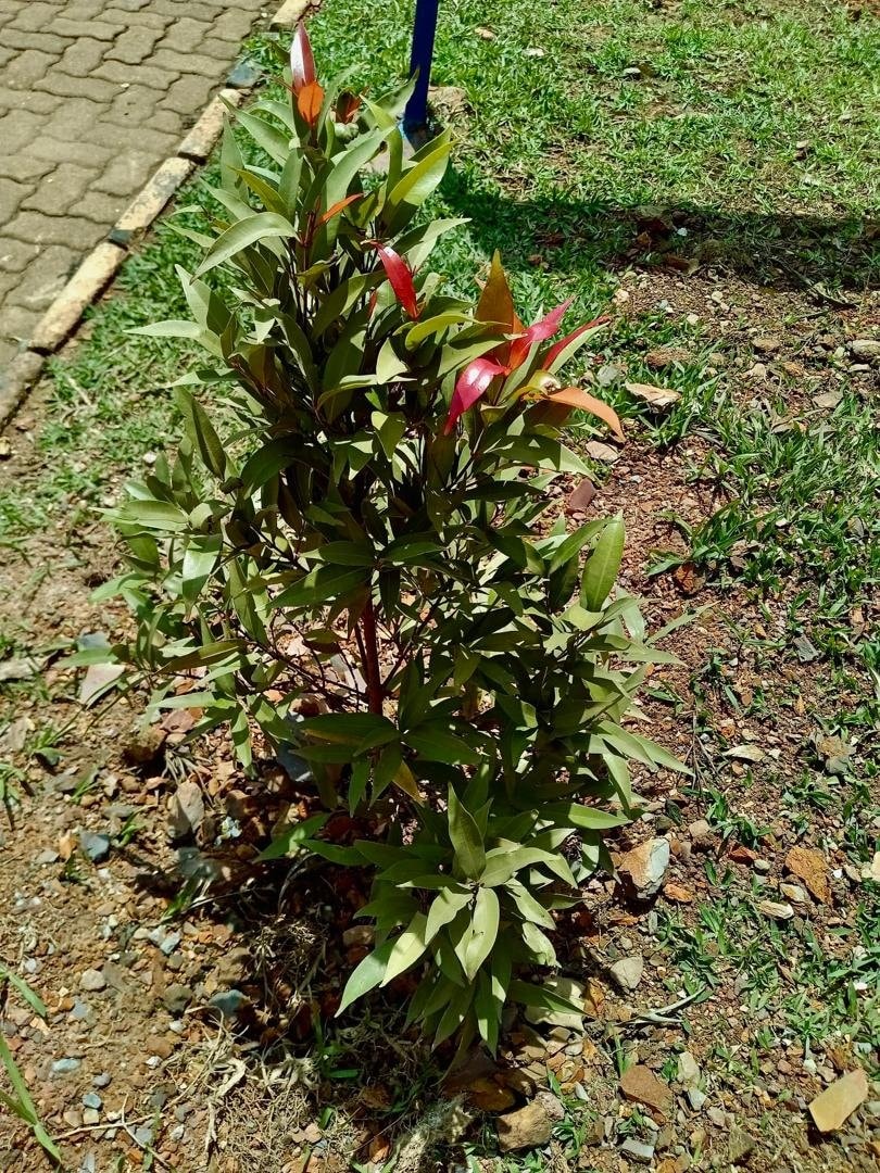 plant growing like a big tree
