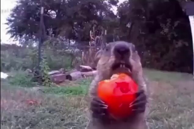 Groundhog Chunk steals Delaware farmer's crops