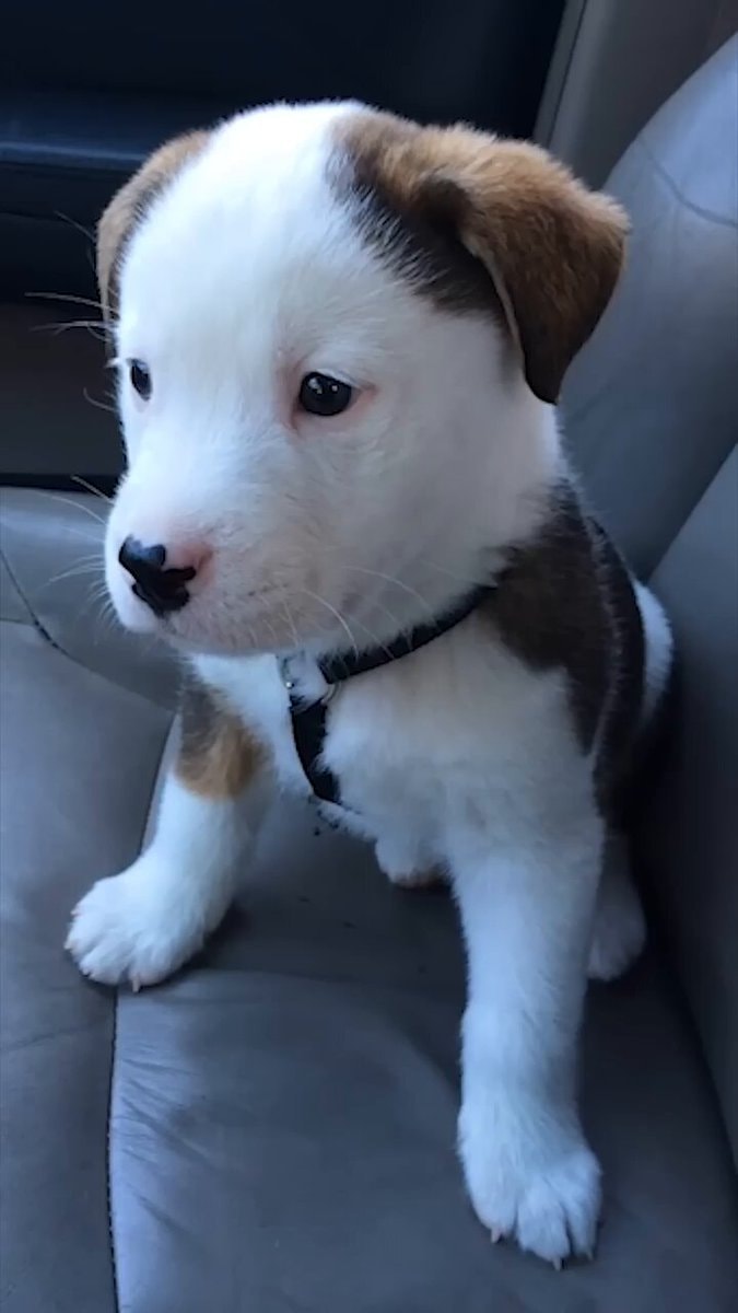 Angry puppy hiccups