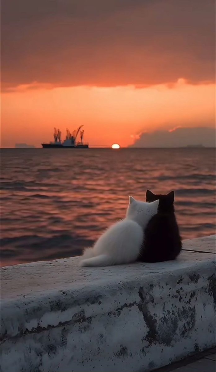 Cats watching sunset over ocean Cats watching sunset over ocean