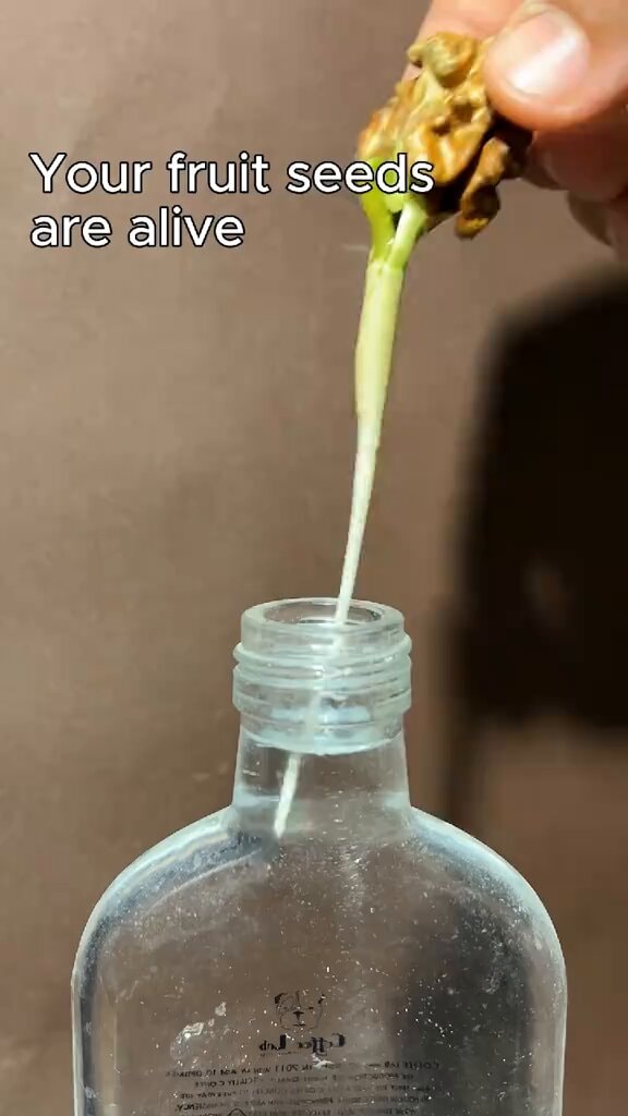 avocado walnut seeds sprouting in water