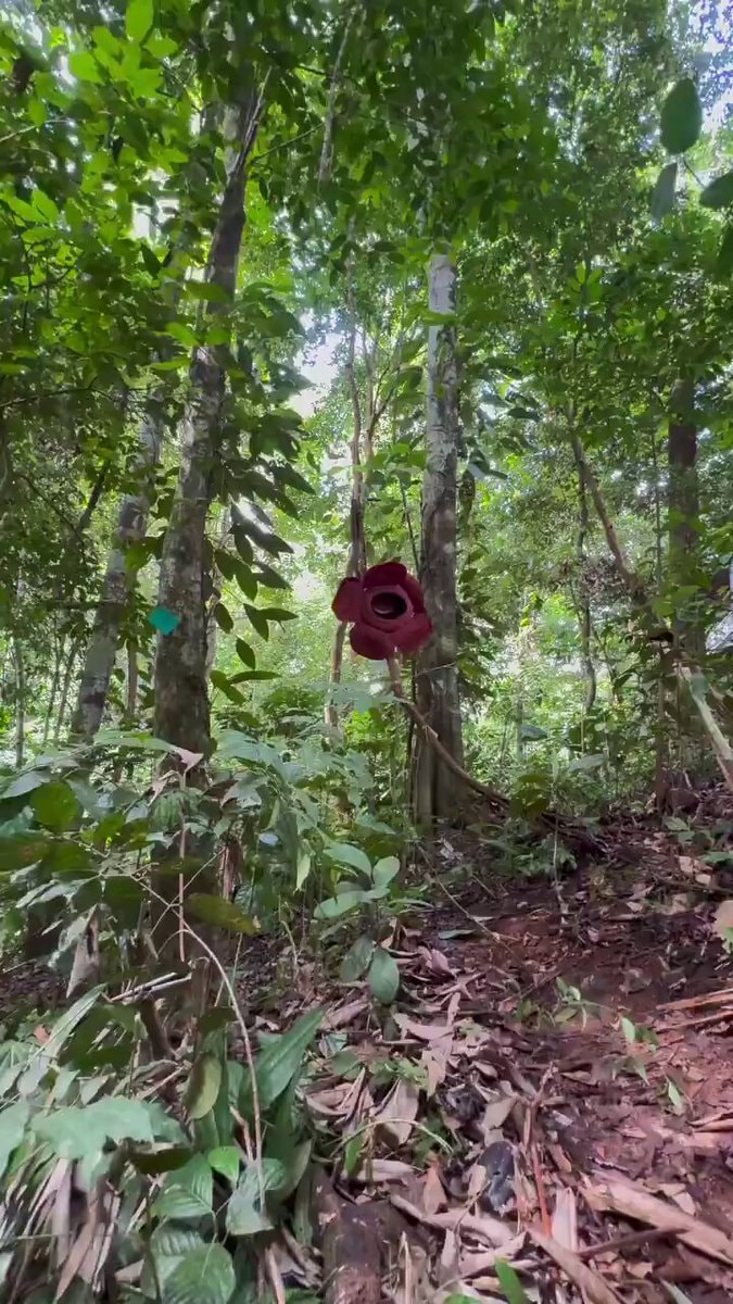 Rafflesia arnoldii largest flower