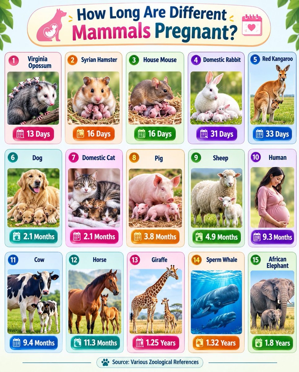 Mammal gestation periods list Mammal gestation periods list