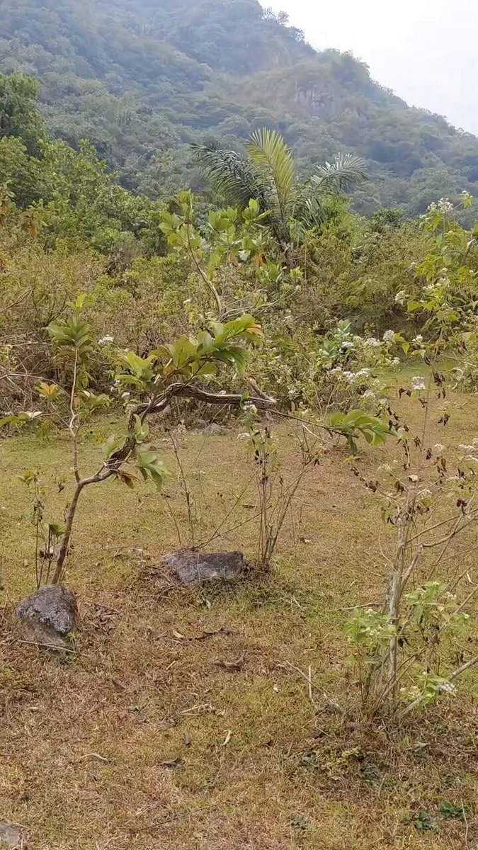 Snake coiled on tree branch