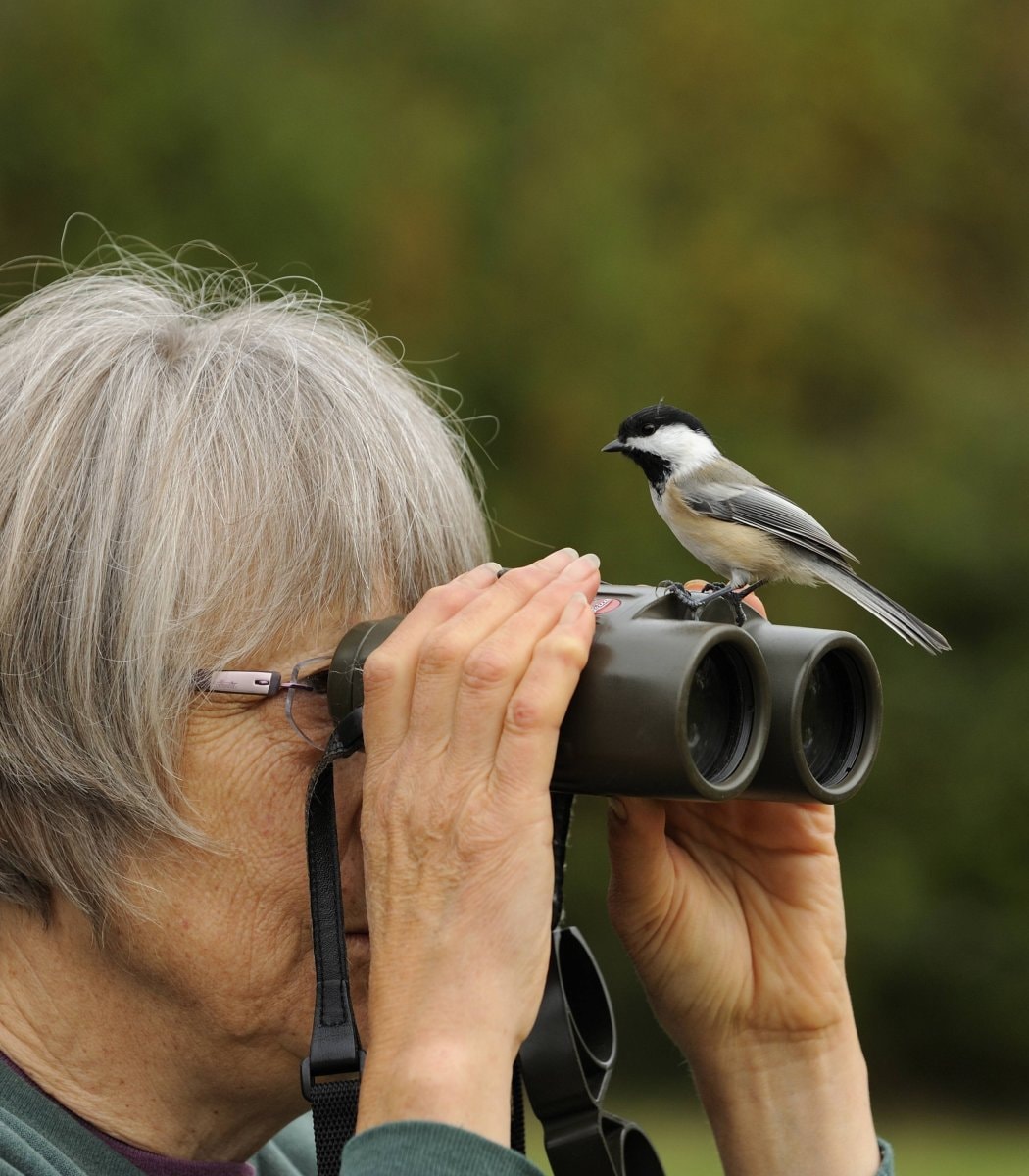 black-capped chickadee on binoculars