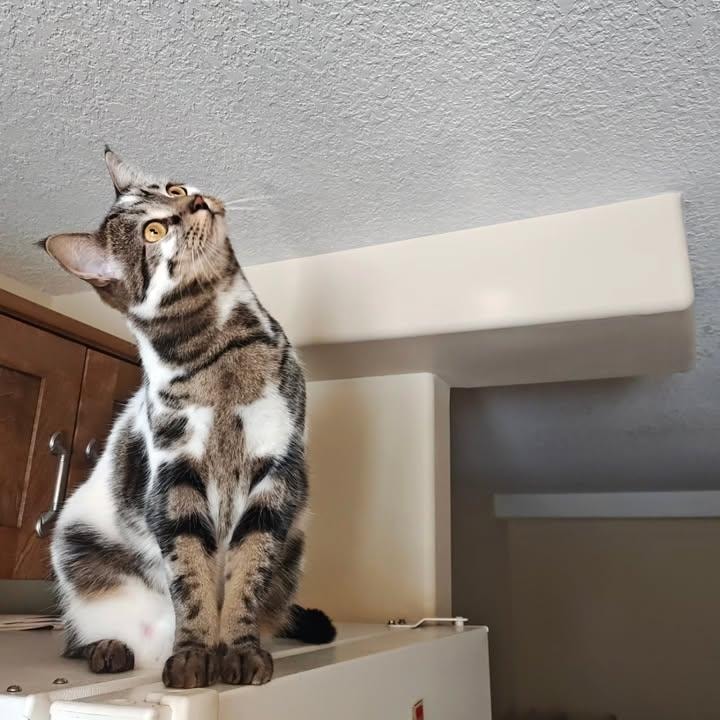 Cat on refrigerator (photo 2 of 3)