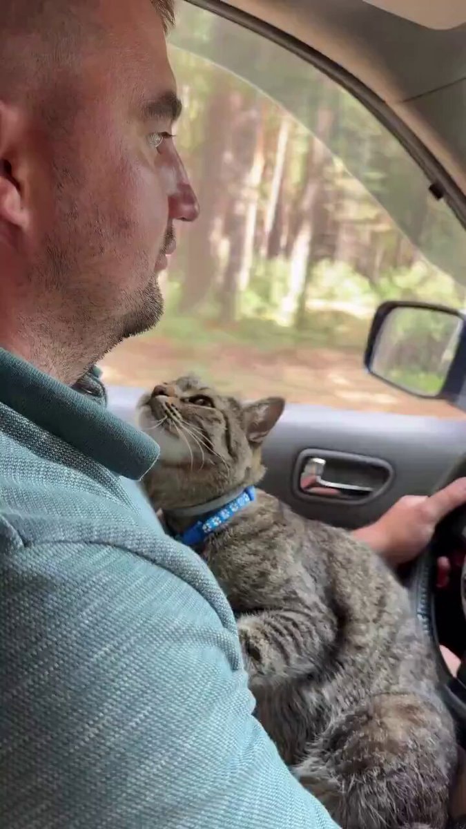 cat sleeps safely in owner's arms