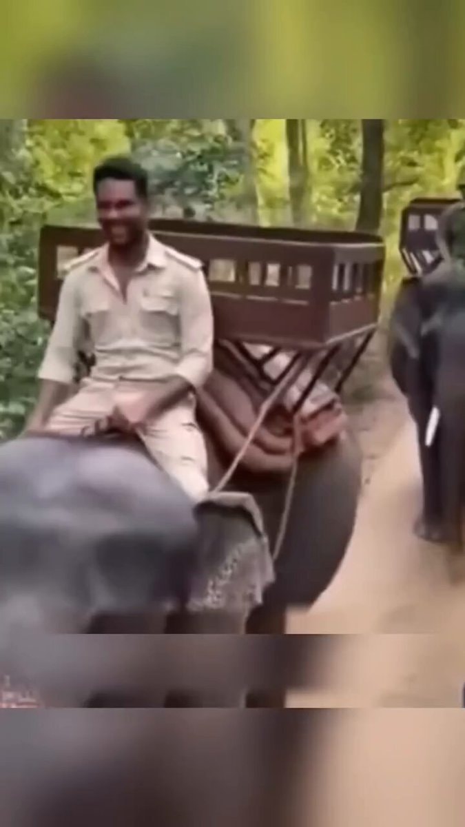 Animal moments caught on camera