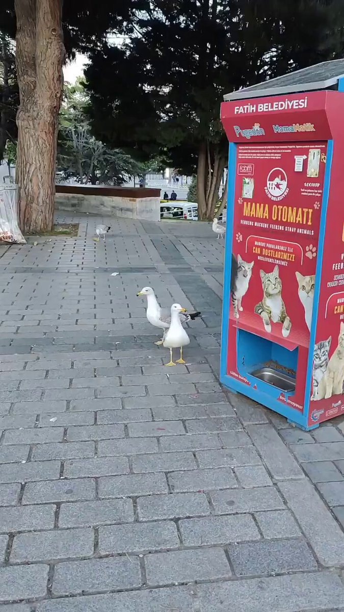 Seagulls meowing in Turkey