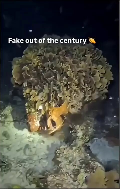 Octopus camouflage vs Sea Eel