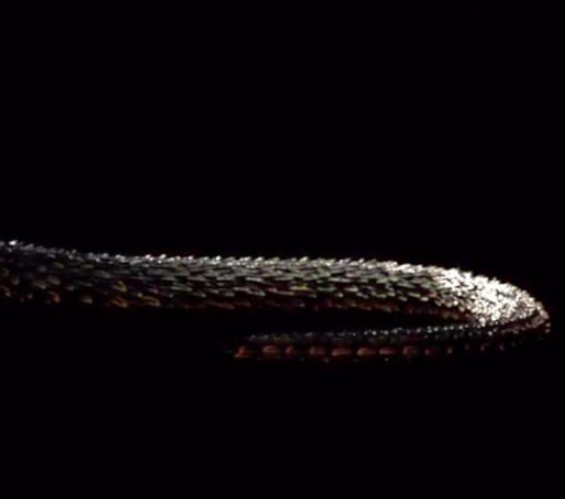 Taylor Swift snake teaser Reputation (photo 2 of 2)