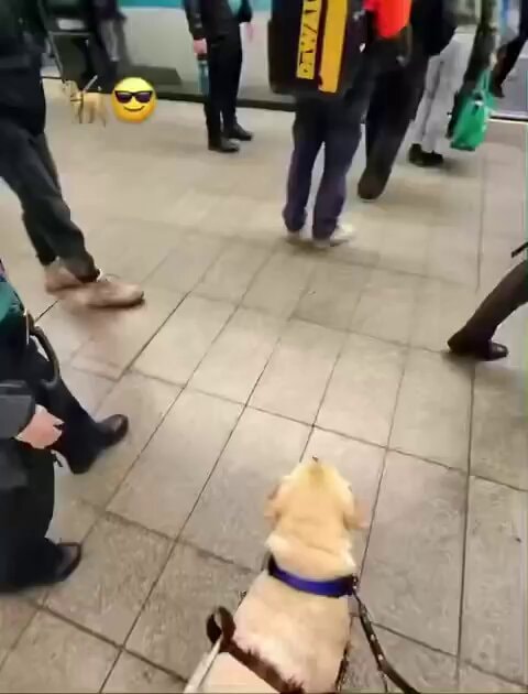 Dog knows what to do without a word