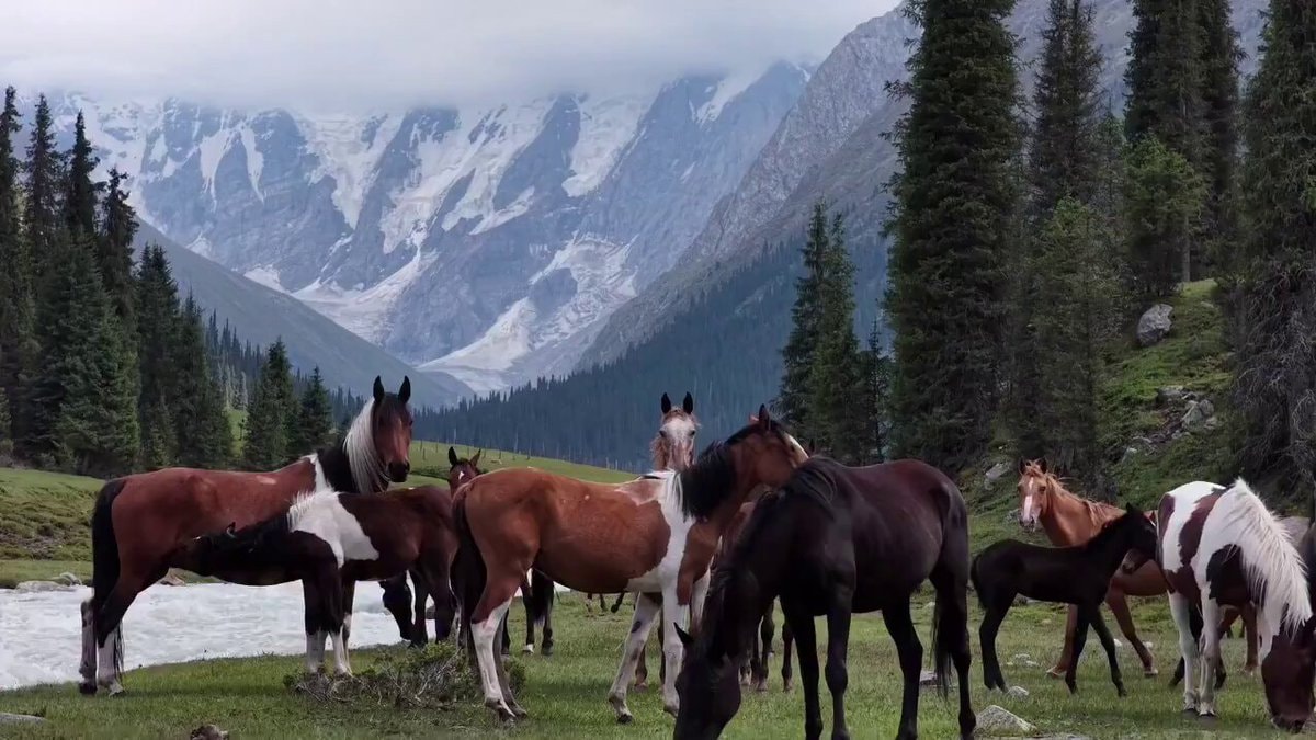Horses in Kyrgyzstan field