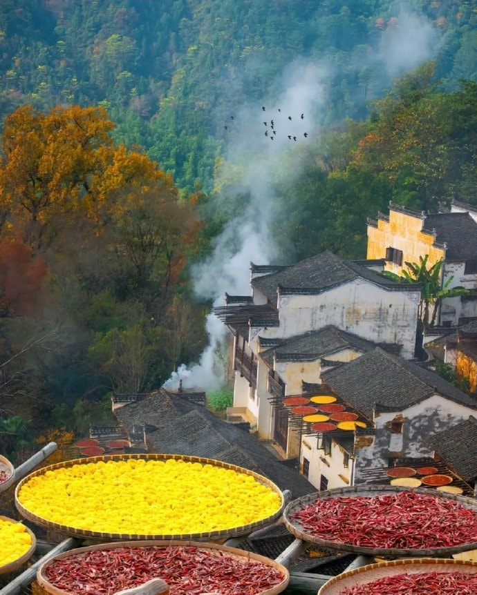 Shaiqiu drying harvest in Huangling, Wuyuan (photo 2 of 4) Shaiqiu drying harvest in Huangling, Wuyuan (photo 2 of 4)