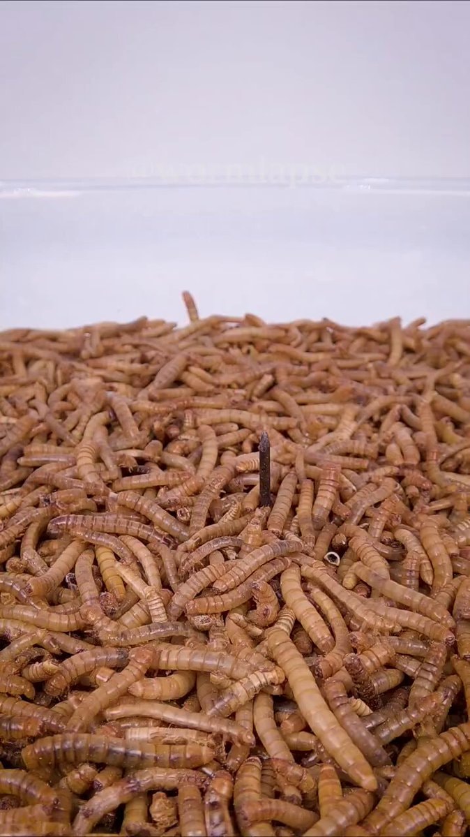 Mealworms vs Chicken filet