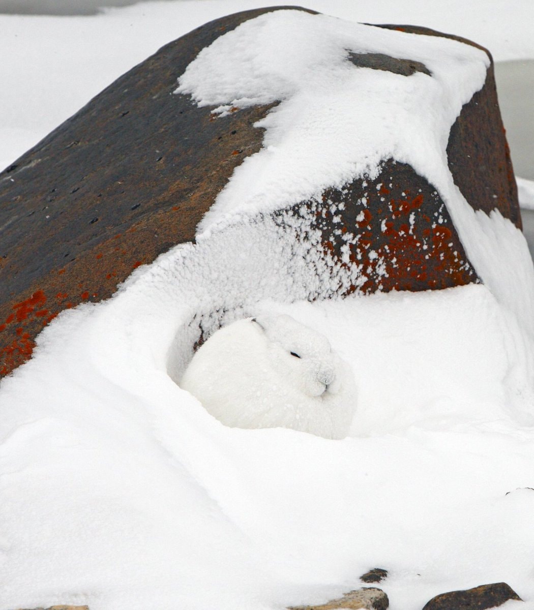 Arctic hares walking snowballs (photo 2 of 4)