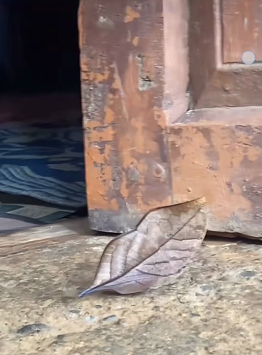 leaf that looks like a moth