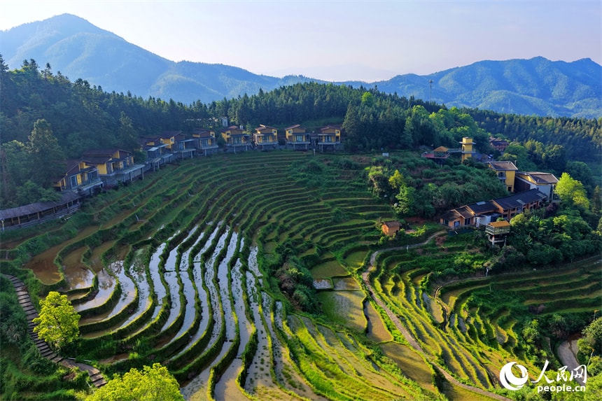 Irrigated terraced fields with forests and homestays (photo 4 of 4)