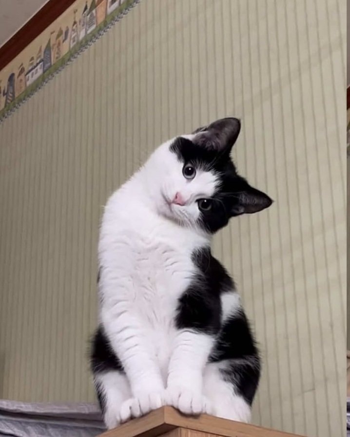 Curious black and white cat