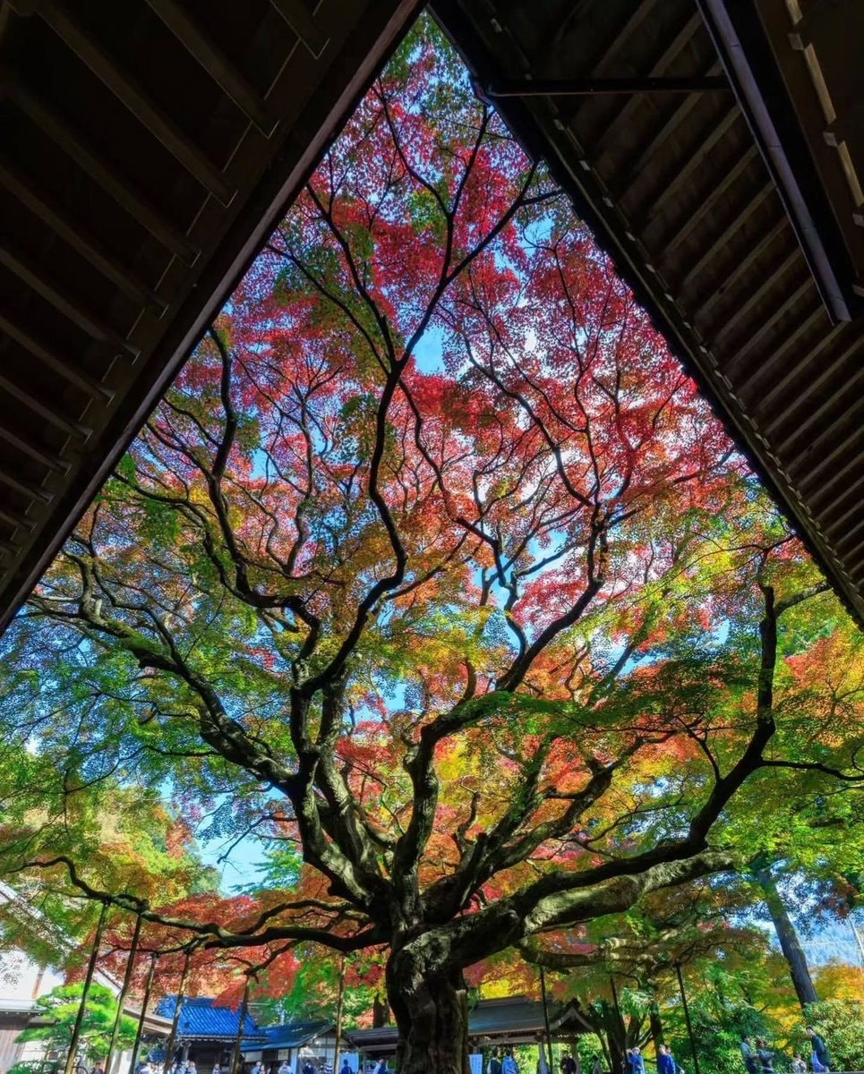 Earth beauty sky trees (photo 2 of 2)