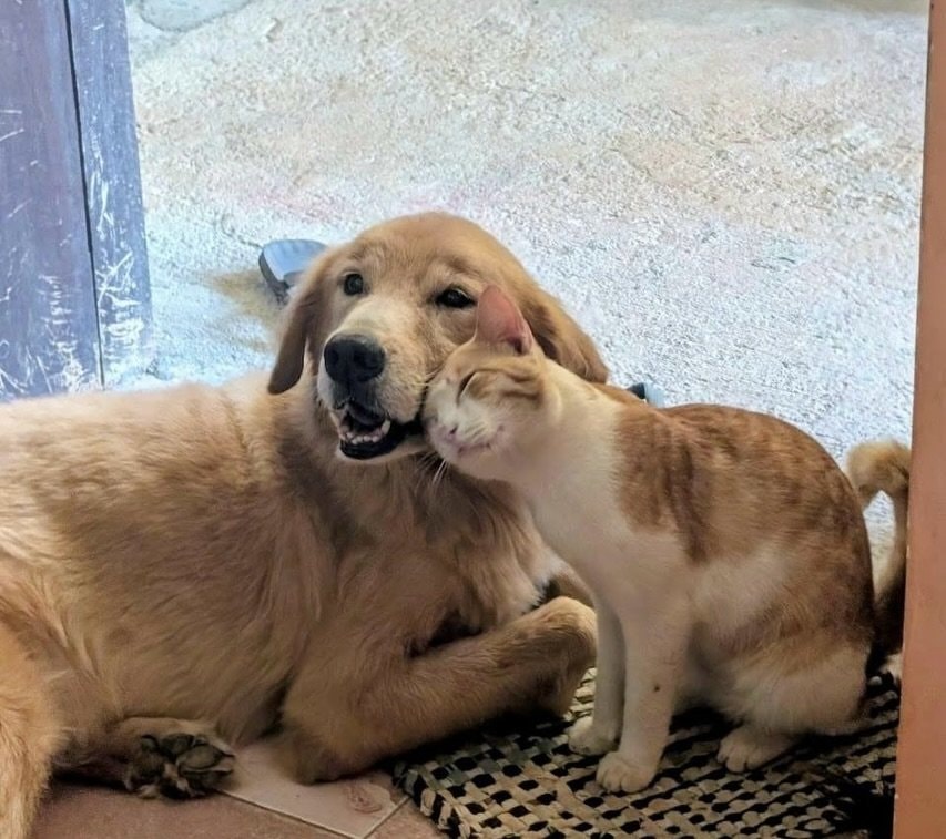 Golden retriever and orange white cat (photo 2 of 2) Golden retriever and orange white cat (photo 2 of 2)