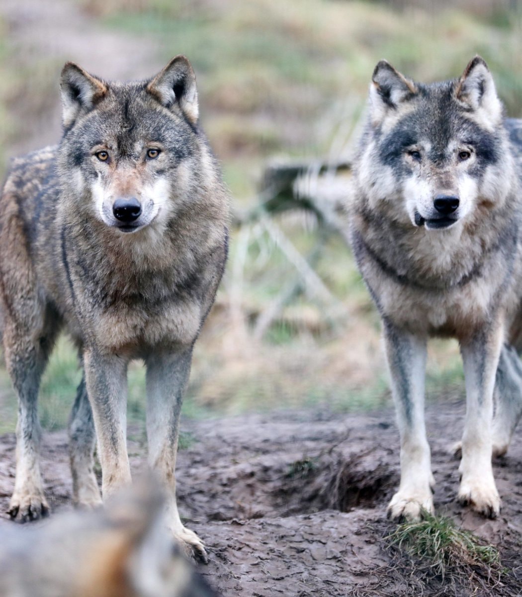 Wolves in Finland and Google data centers