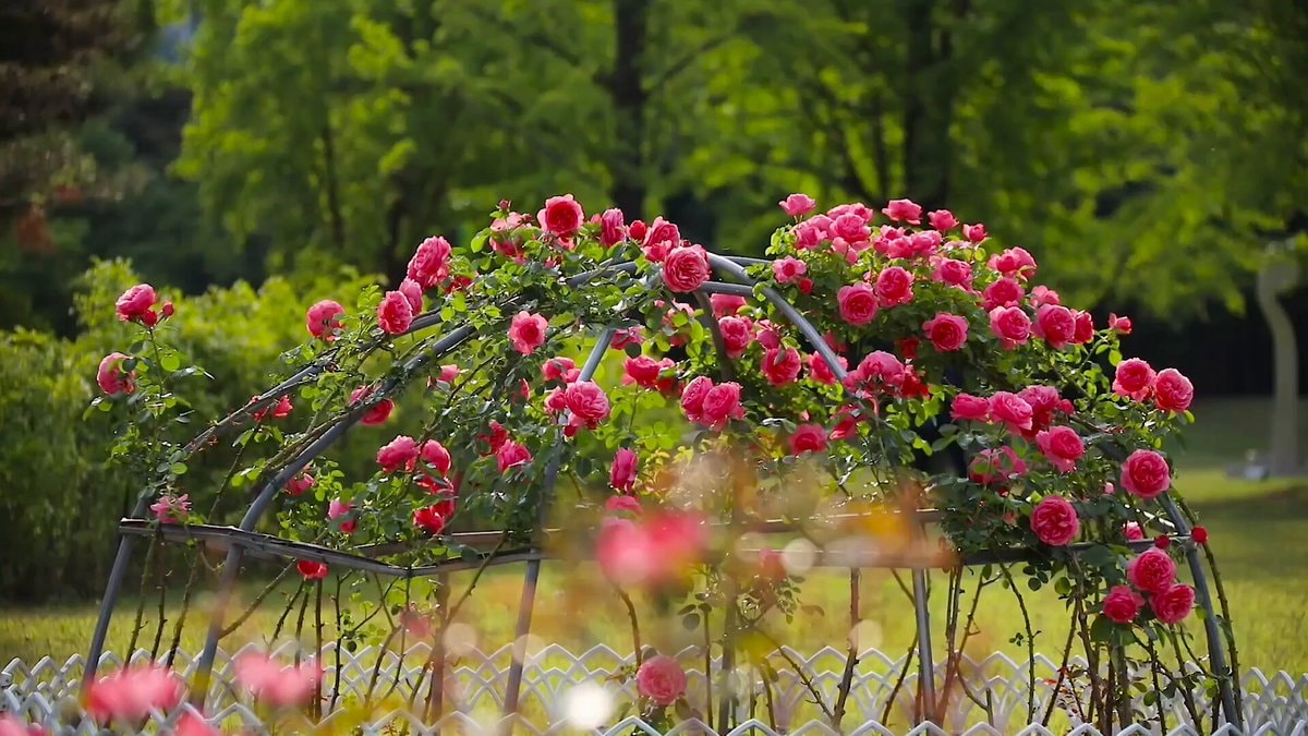 Fairytale garden in full bloom 🌷
