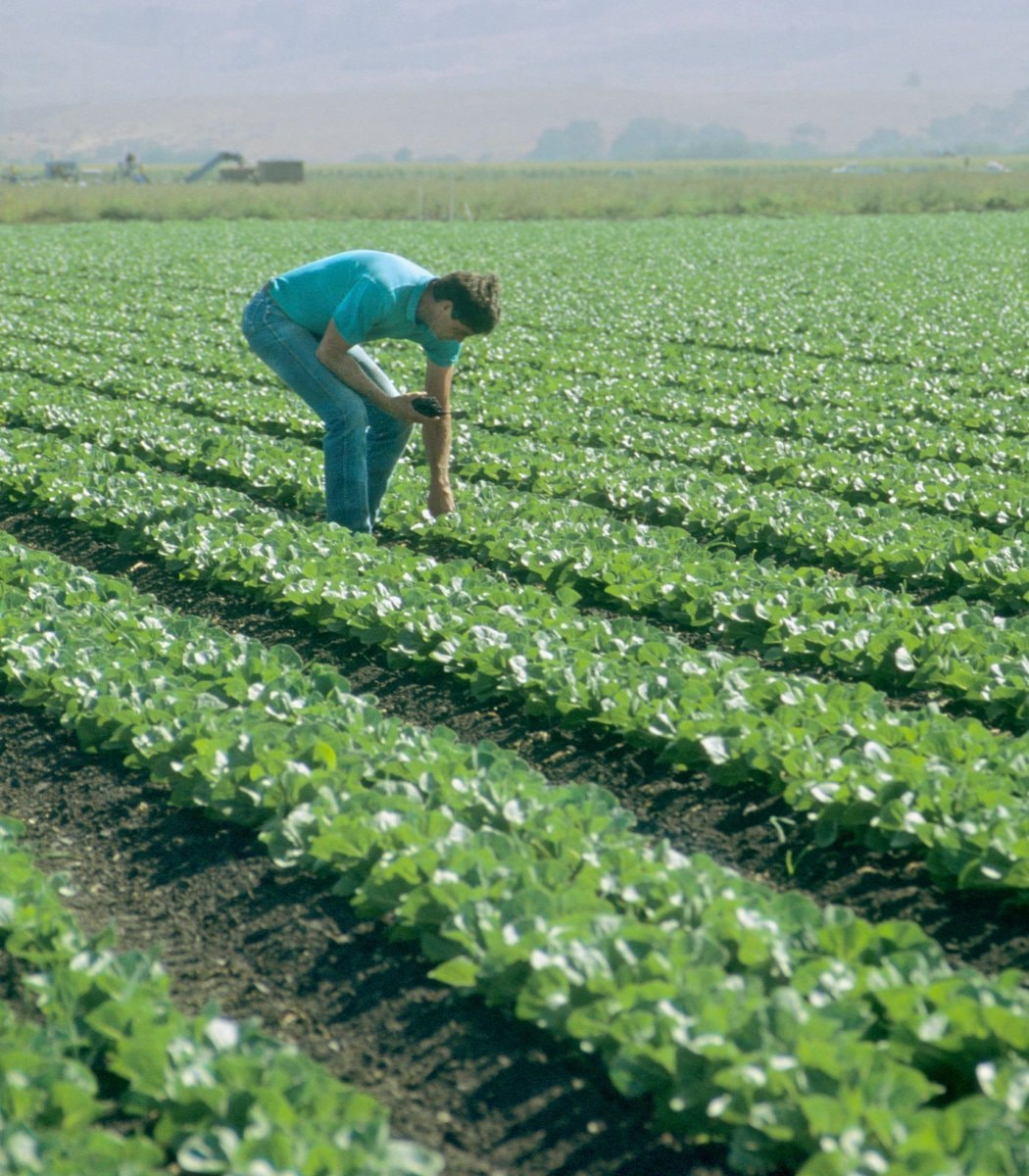 Taylor Farms prison labor and outbreak (photo 1 of 2)