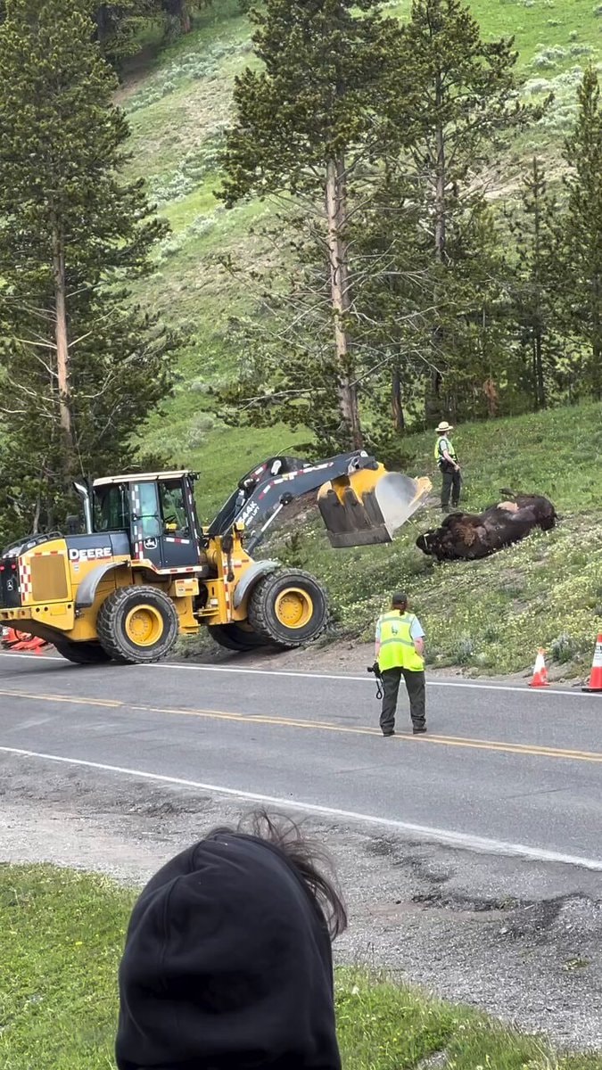 John Deere loader near dead bear
