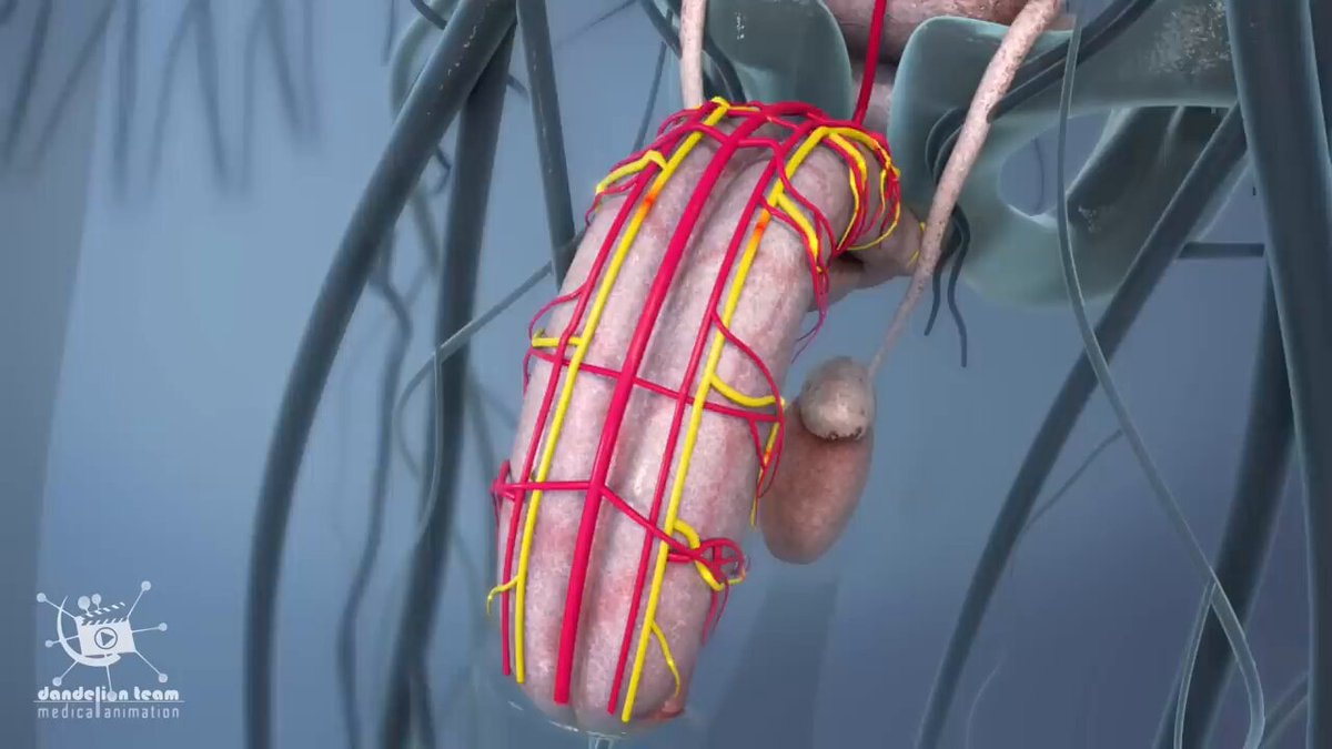 Sexual arousal animation by dandelionteam