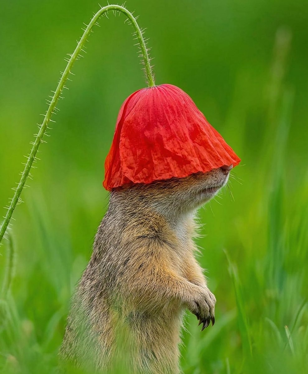 Ground squirrel with poppy hat (photo 2 of 2)