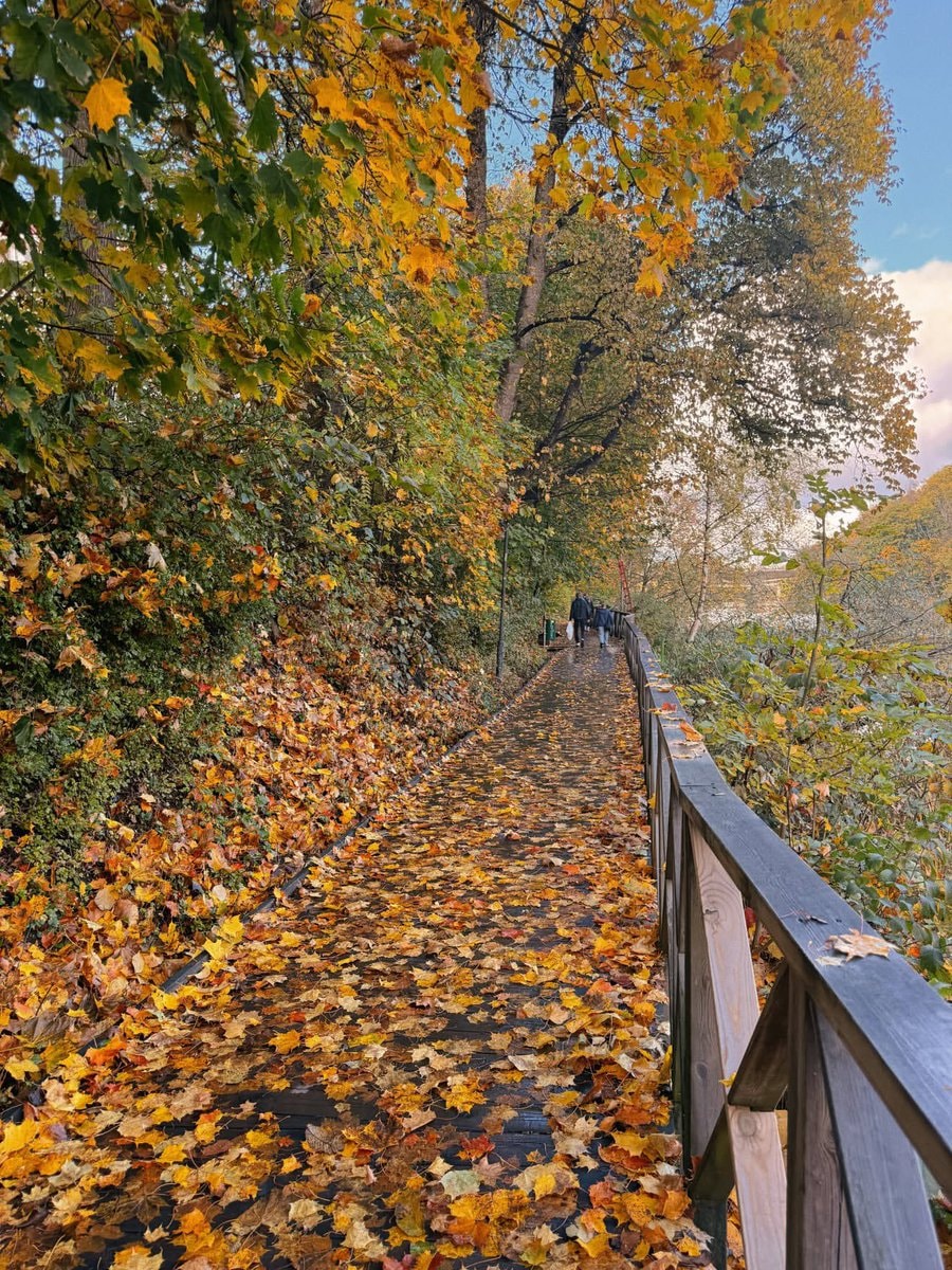 Autumn in Finland park (photo 4 of 4)