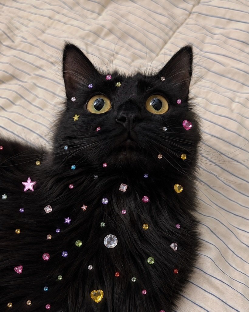 black cat with rhinestones (photo 2 of 2)