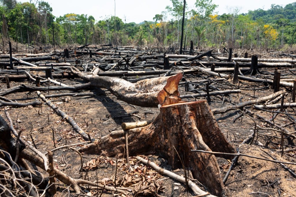 Brazil Amazon deforestation INPE