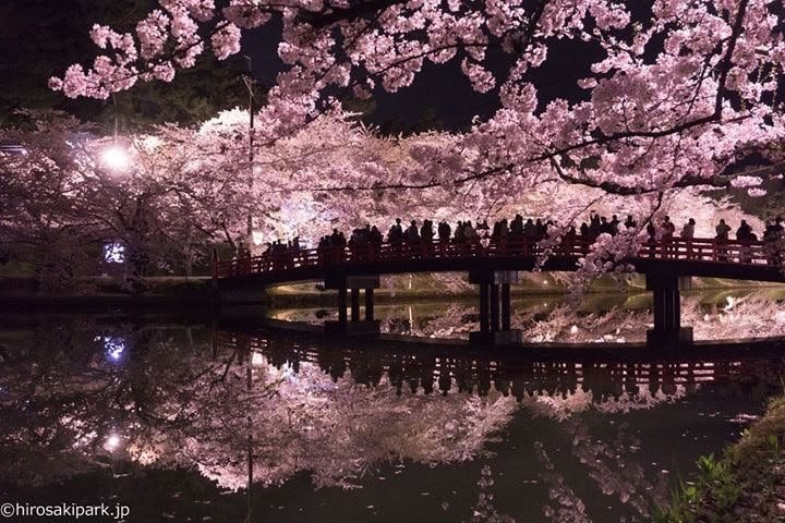 Japan Cherry Blossom Season (photo 4 of 4)