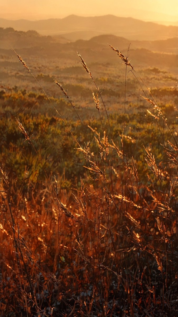 golden mood vibes (photo 4 of 4)