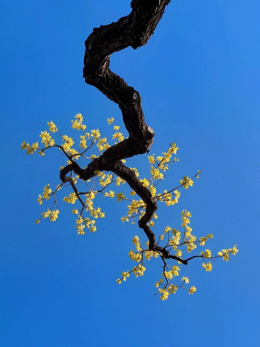 gnarled branch with yellow flowers