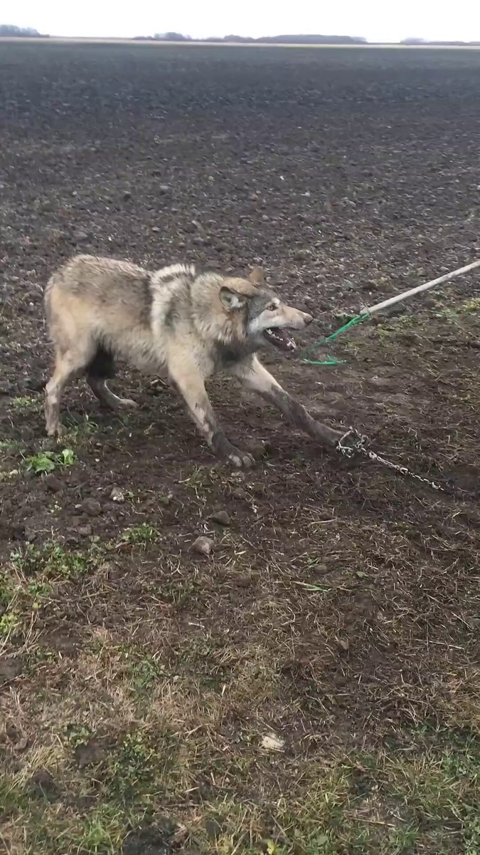 wolf playing tug of war