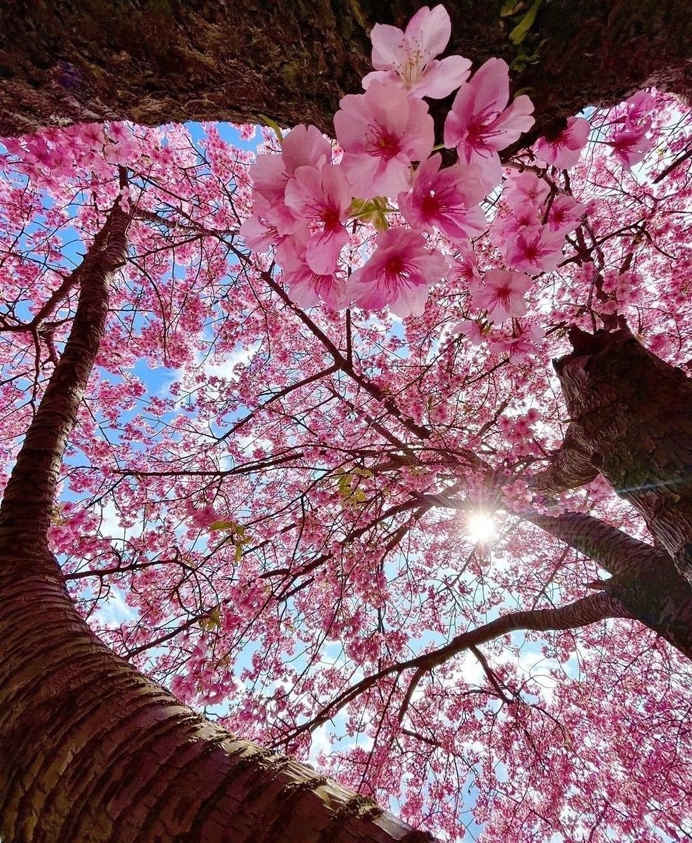 Cherry blossom tree pink flowers (photo 2 of 2)
