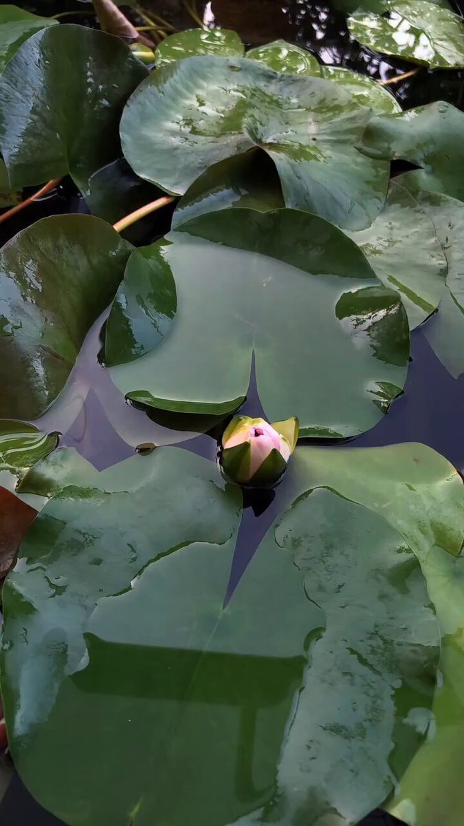 water lily bloom