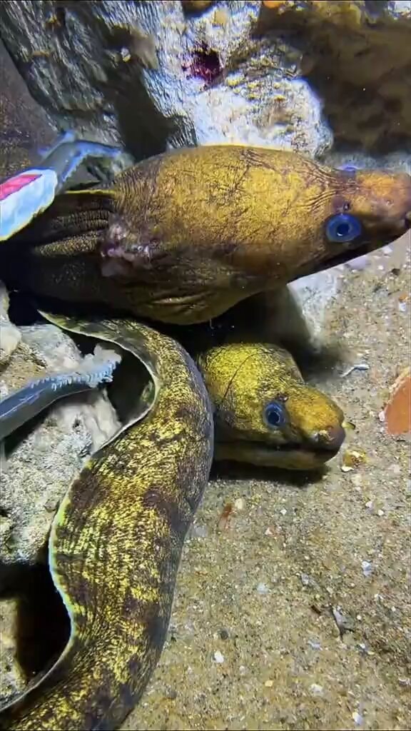 Diving fishing method