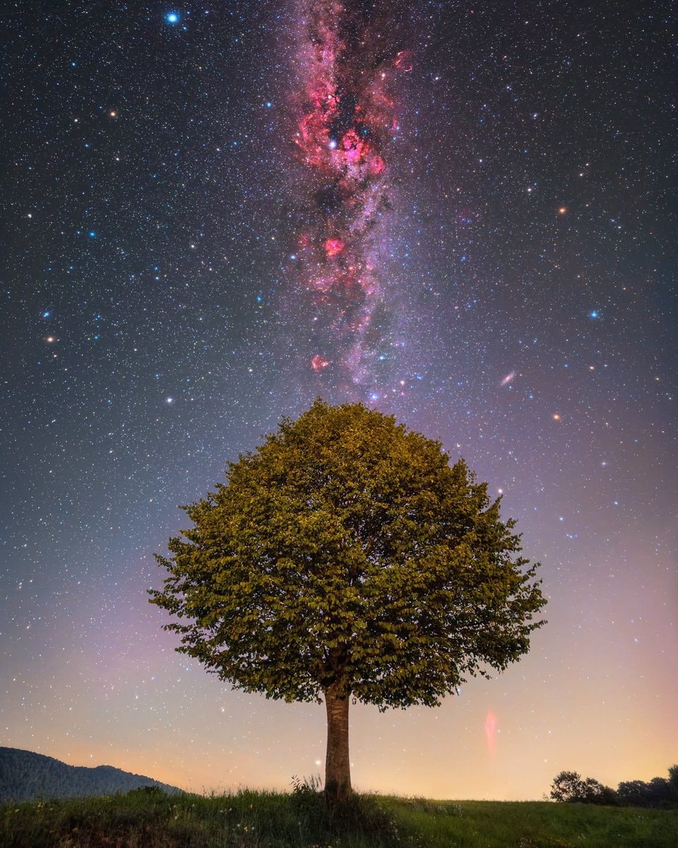 Galaxy Tree silhouette against stars