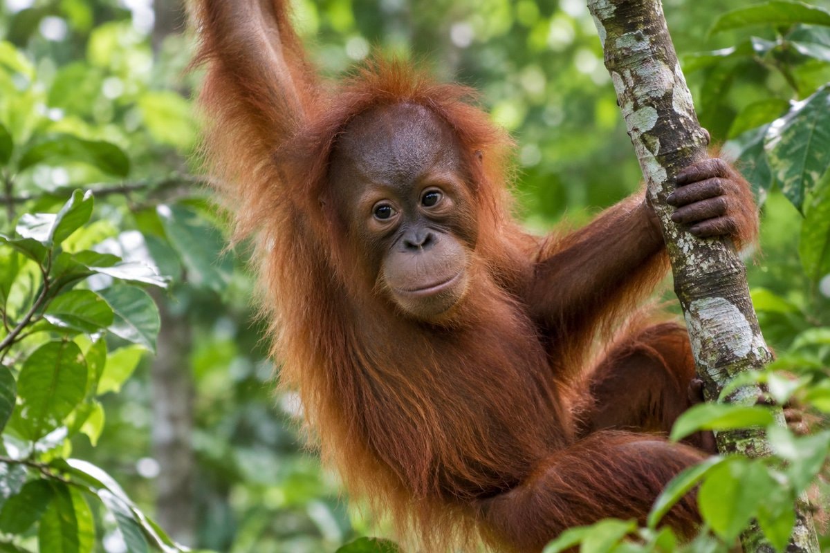 Five orangutans found in Balasore forest