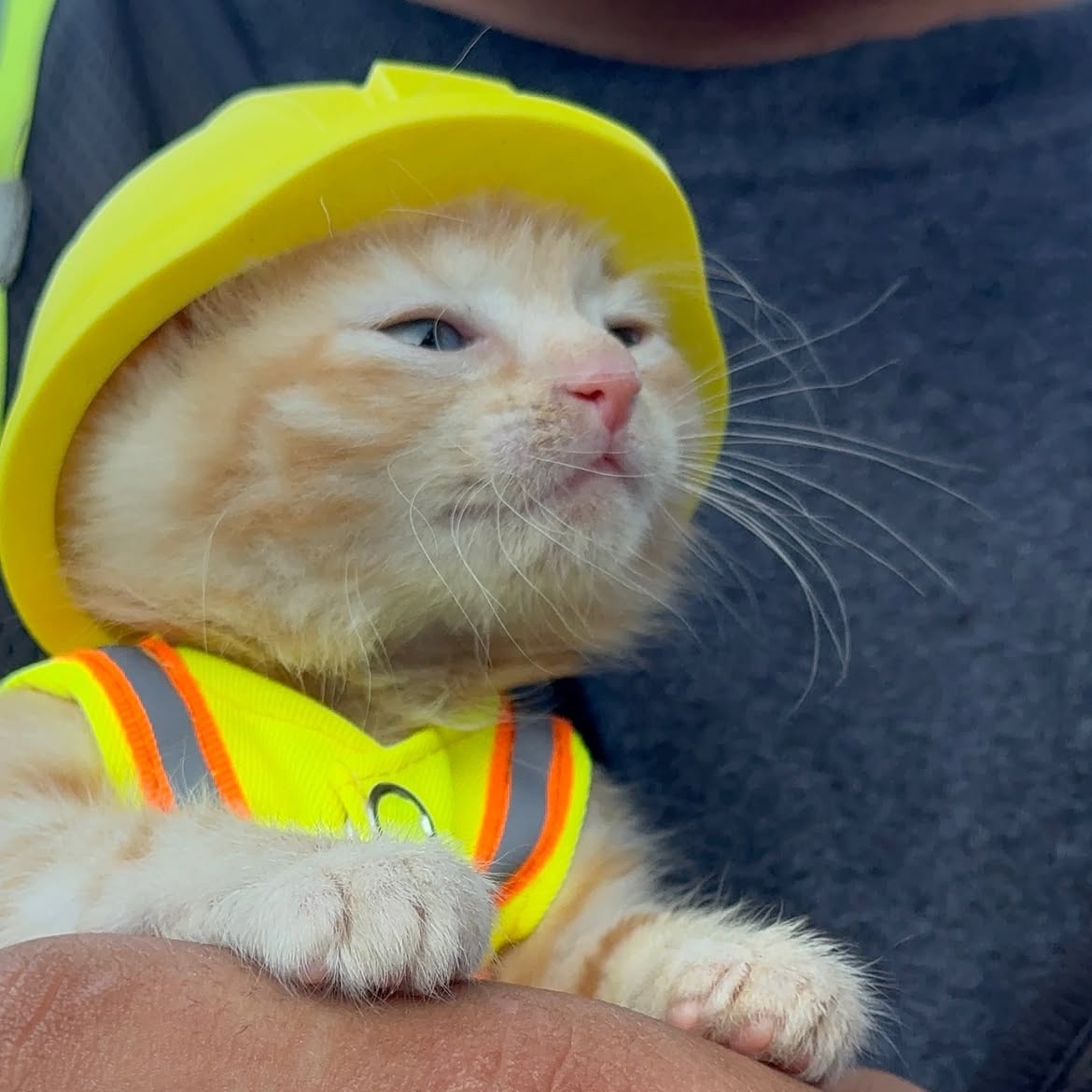 Komatsu crew adopts kitten Sue (photo 2 of 2)