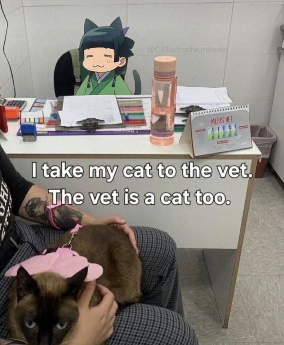 Cat vet meme