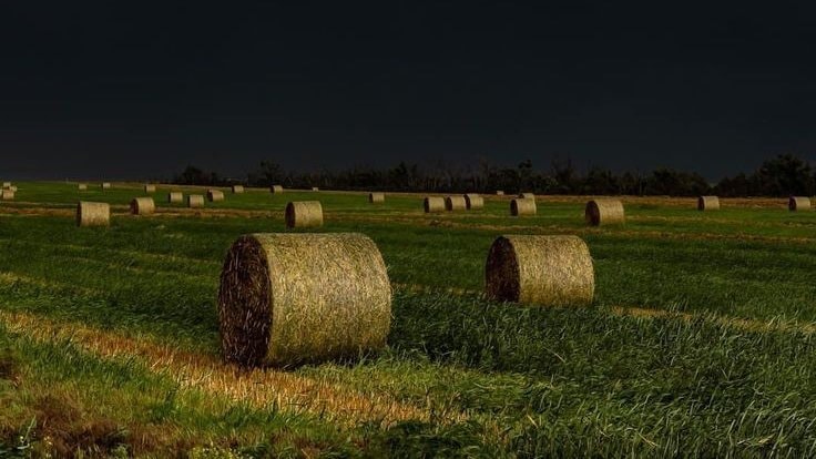 Stormy weather landscape field flowers (photo 2 of 4)