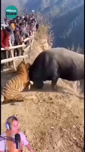 SIMS camera tiger bull fight